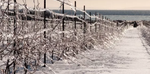 保加利亞葡萄酒產區(qū)
