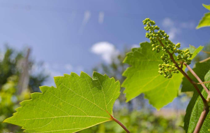 保加利亞葡萄酒產區(qū)