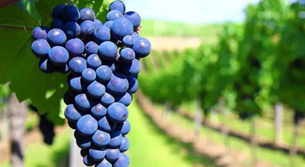 低調的歌海娜，我來為你正名！